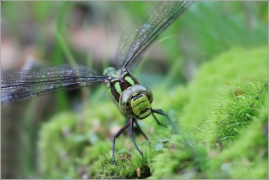 <p>ŠÍDLO MODRÉ (Aeshna cyanea) Šluknovsko - Jiříkov ---- /Southern hawker/</p>
